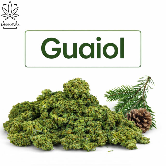 Terpen Guaiol – działanie, aromat i występowanie w konopiach