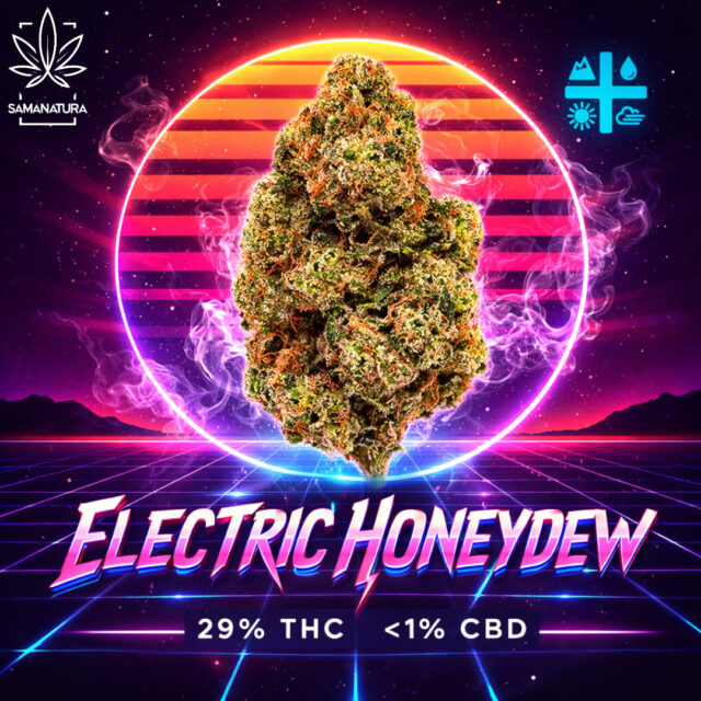 Electric Honeydew z 29% THC należy do najmocniejszych odmian Aurory