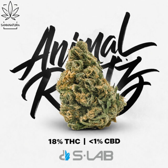 Animal RNTZ S-LAB 18% THC – profil, działanie i terpeny