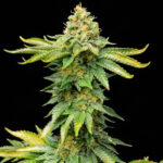 Nasiona marihuany AK 47 Fast Ganja Farmer