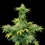 Nasiona marihuany AK 47 Fast Ganja Farmer