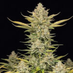 Nasiona marihuany Alien OG Fast Ganja Farmer