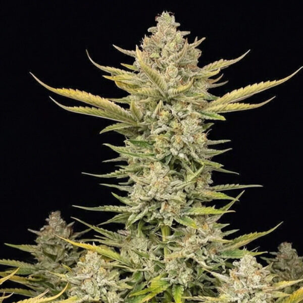 Nasiona marihuany Alien OG Fast Ganja Farmer