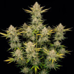 Nasiona marihuany Alien OG Fast Ganja Farmer