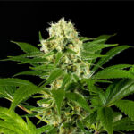 Nasiona marihuany Amnesi-K Haze Kannabia Seed