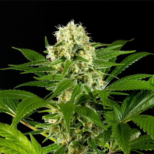 Nasiona marihuany Amnesi-K Haze Kannabia Seed