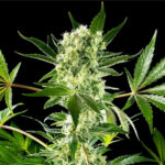 Nasiona marihuany Amnesi-K Haze Kannabia Seed