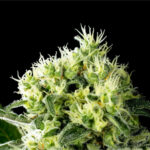 Nasiona marihuany Amnesi-K Haze Kannabia Seed