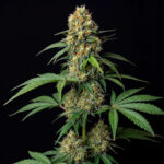 Nasiona marihuany Amnesia Fast Ganja Farmer