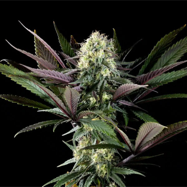 Nasiona marihuany Apple Fritter Kannabia Seed