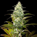 Nasiona marihuany Clementine Slush Kannabia Seed