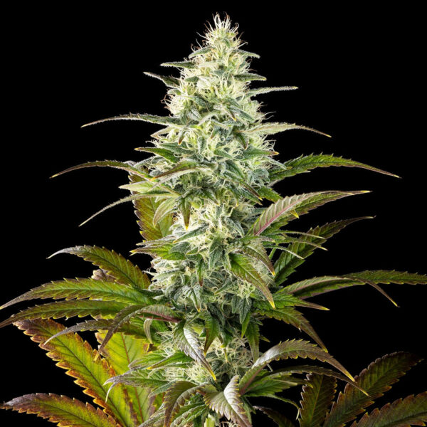 Nasiona marihuany Clementine Slush Kannabia Seed