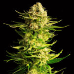 Nasiona marihuany Indica Cream Kannabia Seed
