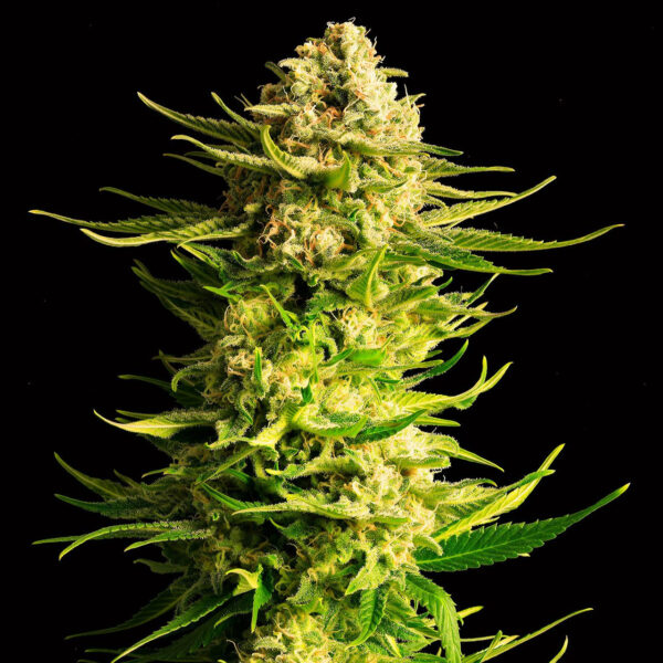 Nasiona marihuany Indica Cream Kannabia Seed