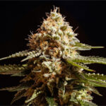 Nasiona marihuany La Blanca Kannabia Seed