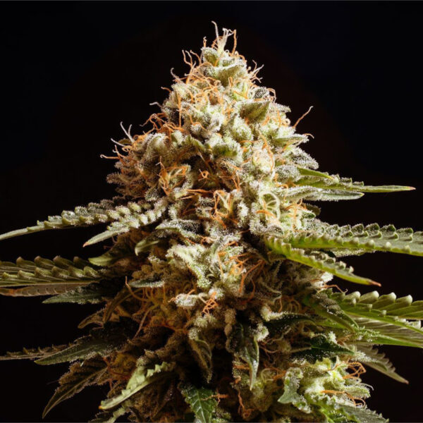 Nasiona marihuany La Blanca Kannabia Seed
