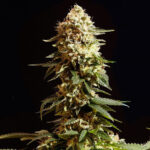 Nasiona marihuany La Blanca Kannabia Seed
