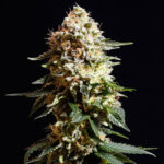 Nasiona marihuany La Blanca Kannabia Seed