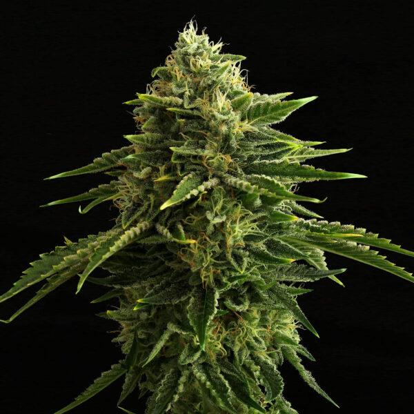 Nasiona marihuany Zkittlez Kannabia Seed