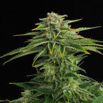 Nasiona marihuany Zkittlez Kannabia Seed