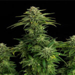 Nasiona marihuany Zkittlez Kannabia Seed