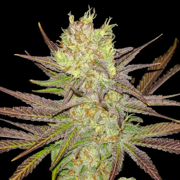 Nasiona marihuany AK 2.0 Fast Ganja Farmer