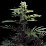 Nasiona marihuany AK 2.0 Fast Ganja Farmer