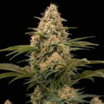 Nasiona marihuany Apple Fritter Fast Ganja Farmer