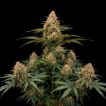 Nasiona marihuany Apple Fritter Fast Ganja Farmer