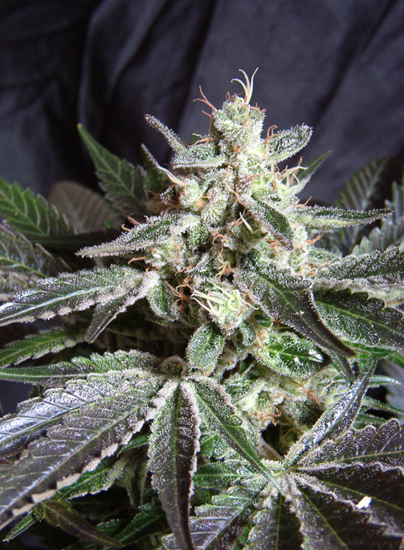 Black Jack F1 Fast Version Sweet Seeds
