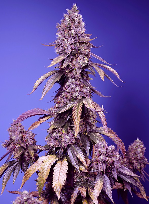 Black Muffin F1 Fast Version Sweet Seeds