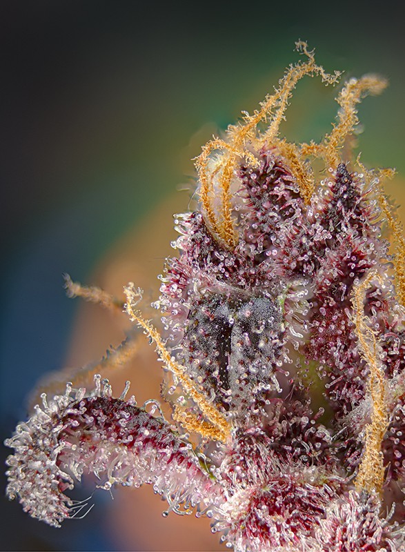 Black Muffin F1 Fast Version Sweet Seeds