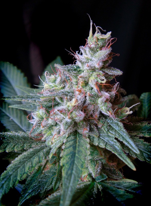 Nasiona marihuany Cream Caramel F1 Fast Version Sweet Seeds