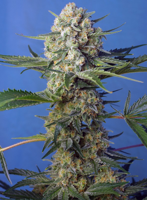 Crystal Candy F1 Fast Version Sweet Seeds