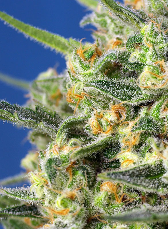 Crystal Candy F1 Fast Version Sweet Seeds