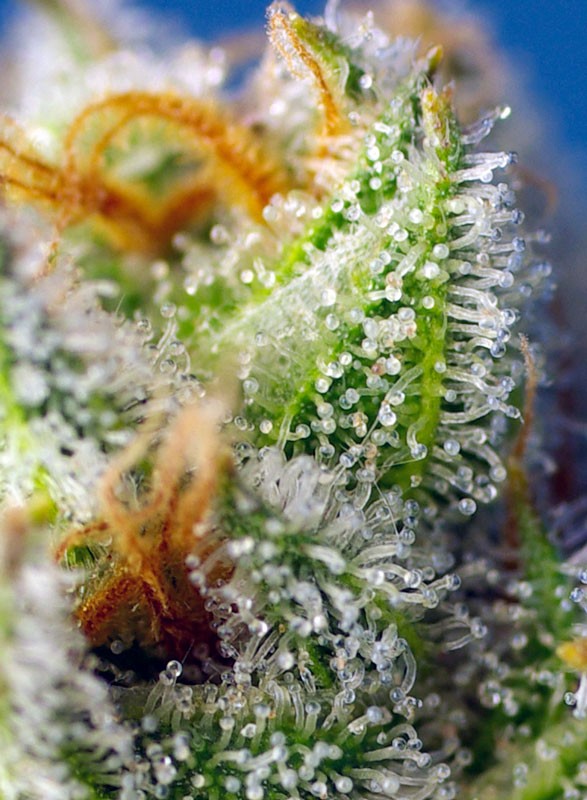 Crystal Candy F1 Fast Version Sweet Seeds