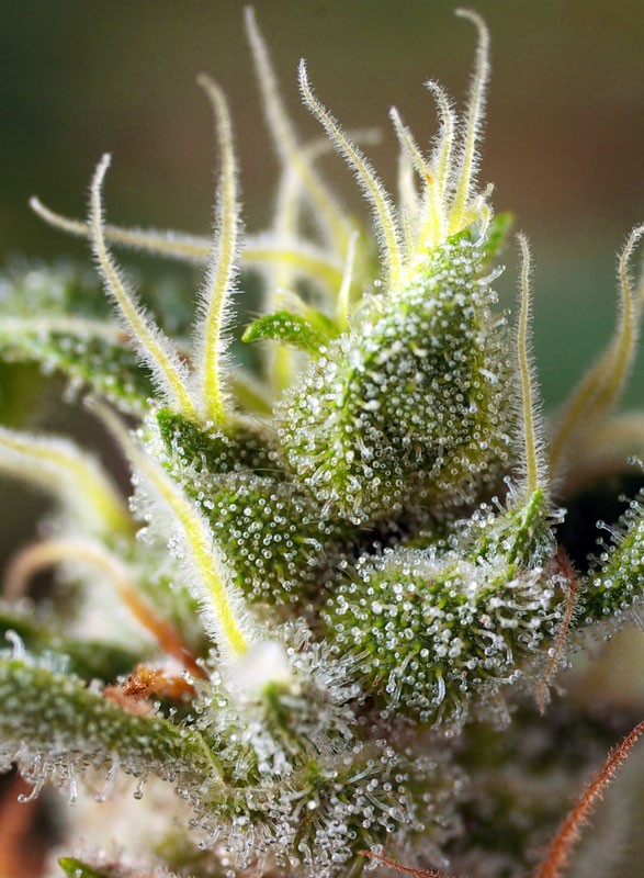Gorilla Girl F1 Fast Version Sweet Seeds