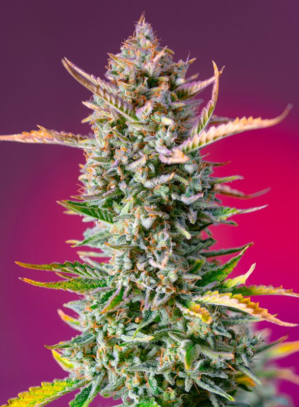 Gorilla Sherbet F1 Fast Version Sweet Seeds