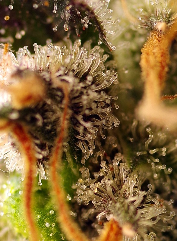 Gorilla Sherbet F1 Fast Version Sweet Seeds
