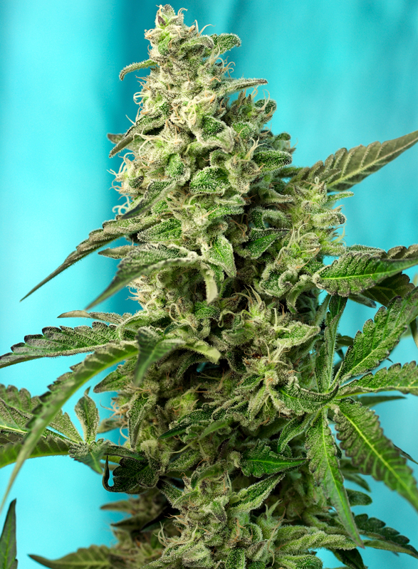 Green Poison F1 Fast Version Sweet Seeds