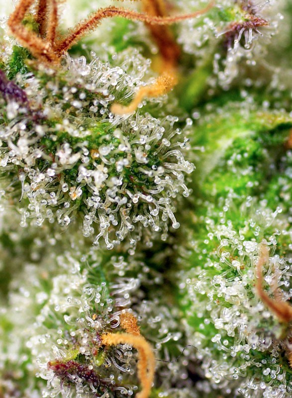 Green Poison F1 Fast Version Sweet Seeds