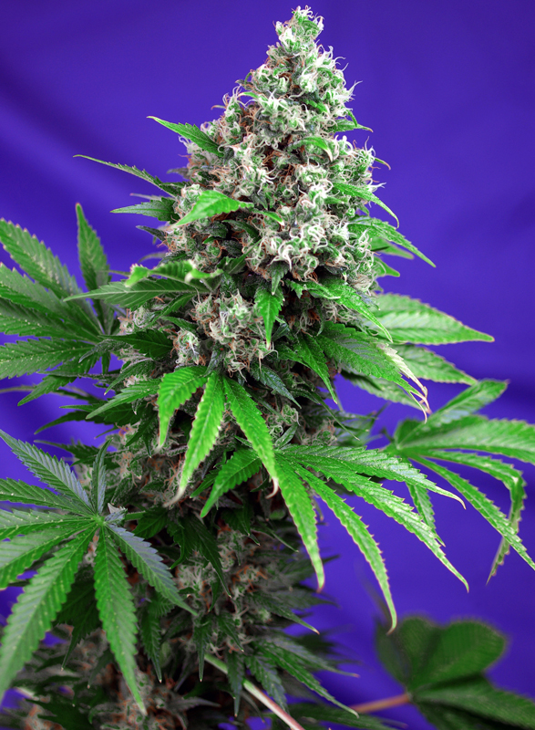 Killer Kush F1 Fast Version Sweet Seeds
