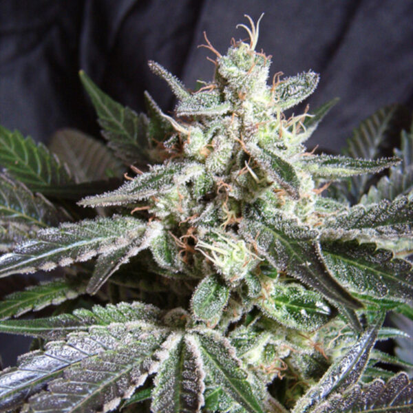 Nasiona marihuany Black Jack F1 Fast Version Sweet Seeds