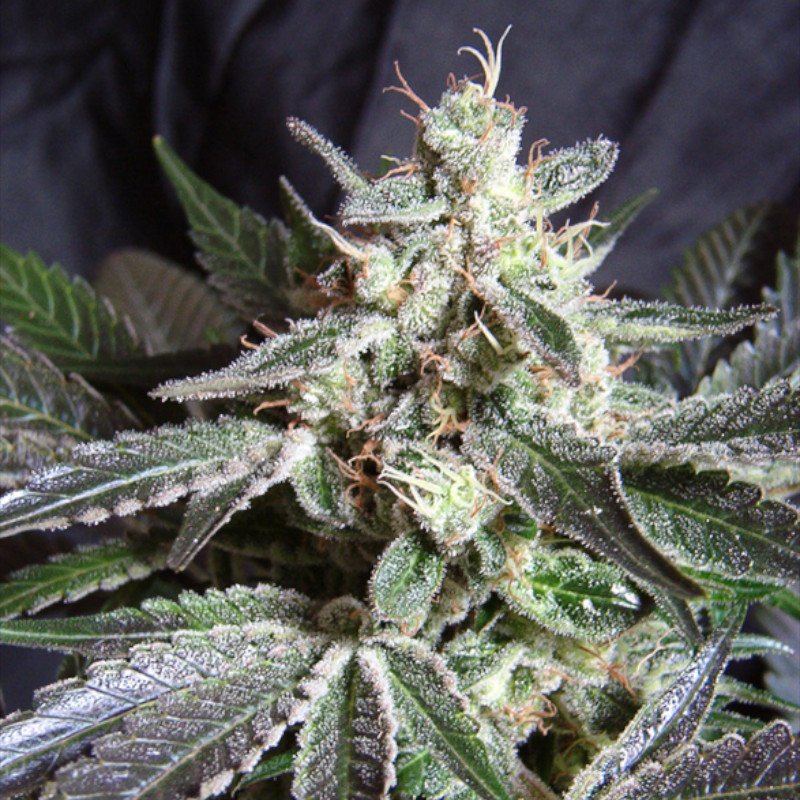 Nasiona marihuany Black Jack F1 Fast Version Sweet Seeds