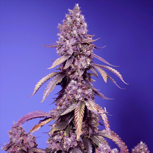 Nasiona marihuany Black Muffin F1 Fast Version Sweet Seeds