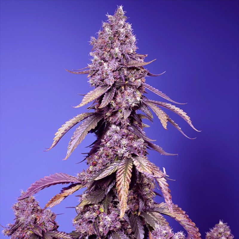Nasiona marihuany Black Muffin F1 Fast Version Sweet Seeds