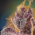 Nasiona marihuany Black Muffin F1 Fast Version Sweet Seeds