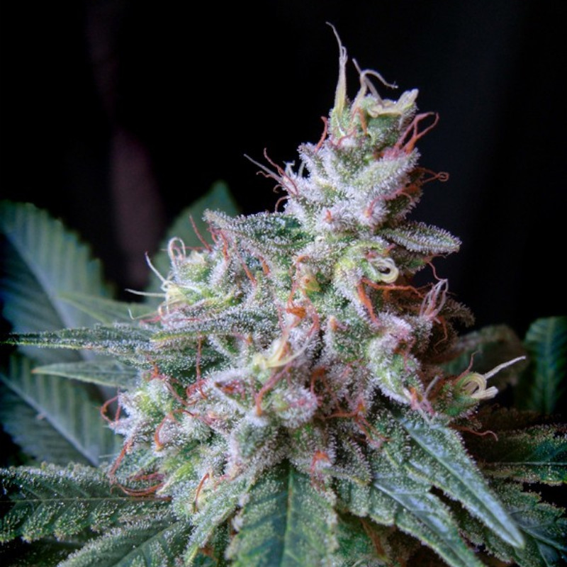 Nasiona marihuany Cream Caramel F1 Fast Version Sweet Seeds