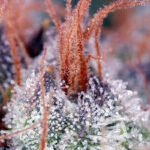 Nasiona marihuany Cream Caramel F1 Fast Version Sweet Seeds
