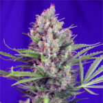 Nasiona marihuany Cream Mandarine F1 Fast Version Sweet Seeds
